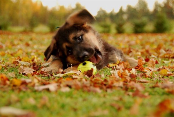 Милого щенка на улице осенью