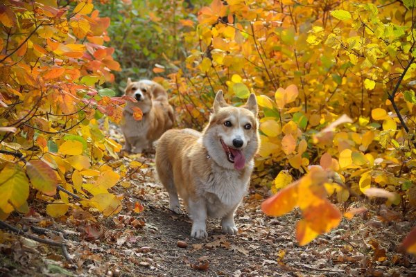 Собака осенью