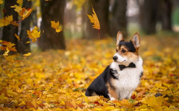 Вельш корги осенью
