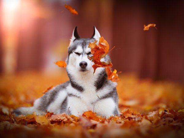 Осень с животными