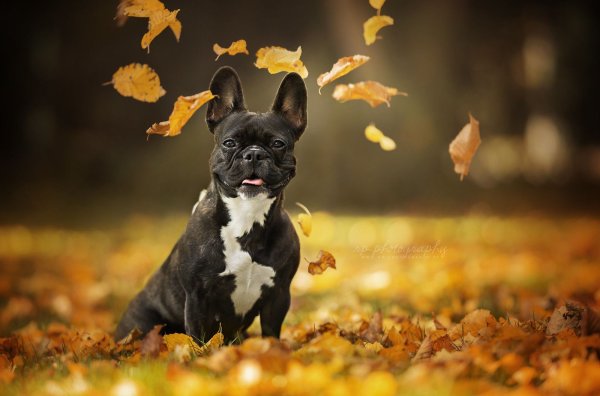 Собака осень