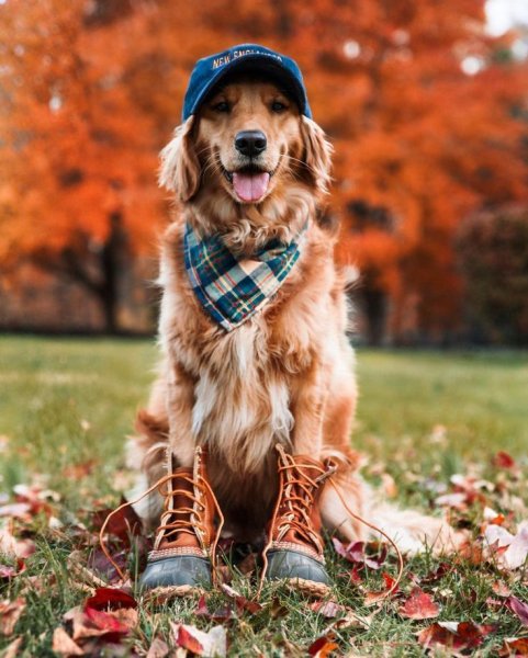 Фотосессия с собакой осенью