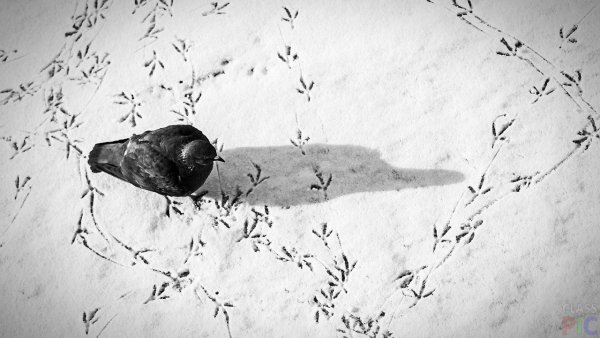 Следы вороны на снегу