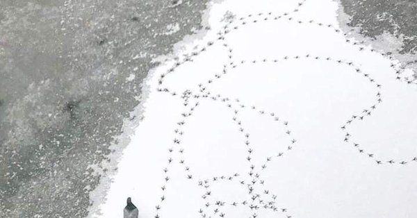 След от голубя на снегу