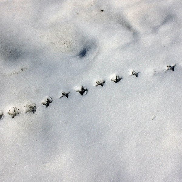 Следы куропатки