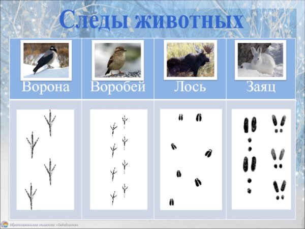 Зимние следы животных