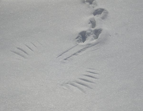 Следы птиц на снегу