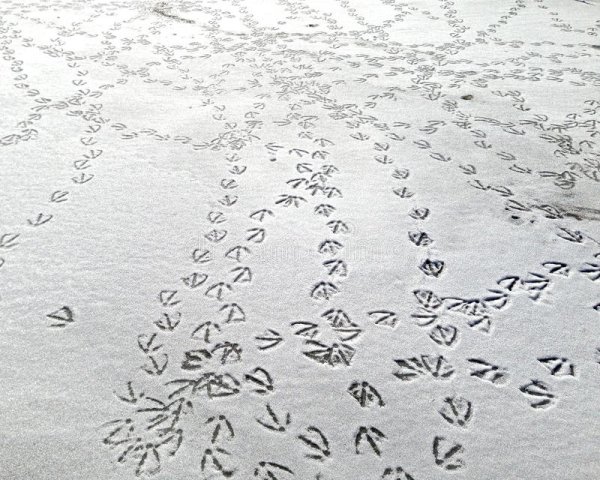 Голубиные следы на снегу