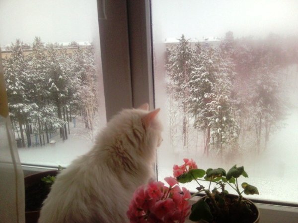 Снежок за окном