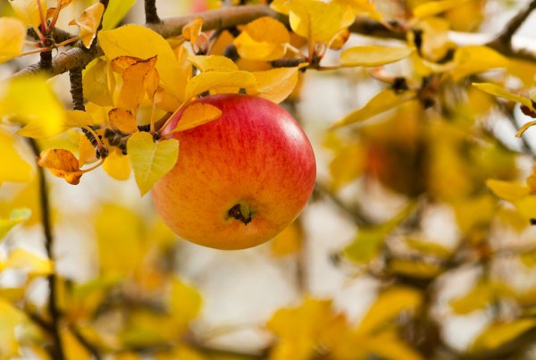 Яблоня дерево осенью