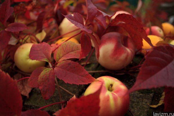 Бордовые осенние яблоки