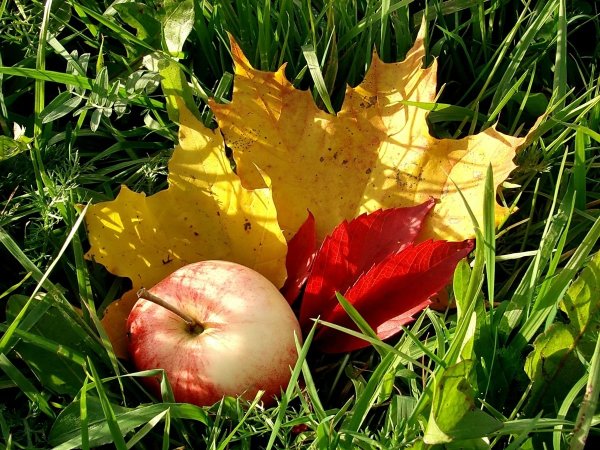 Красивые осенние яблоки