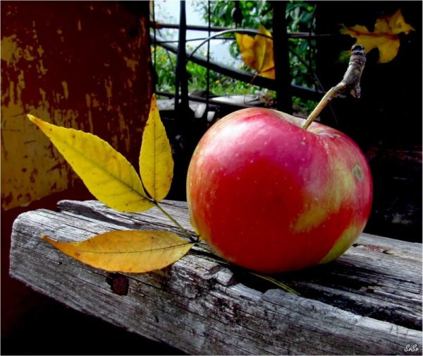 Яблоки в листве