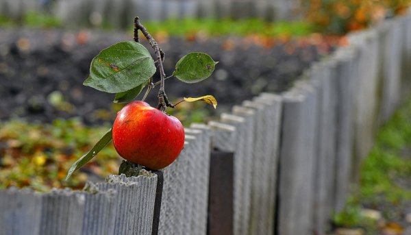 Яблоня за забором