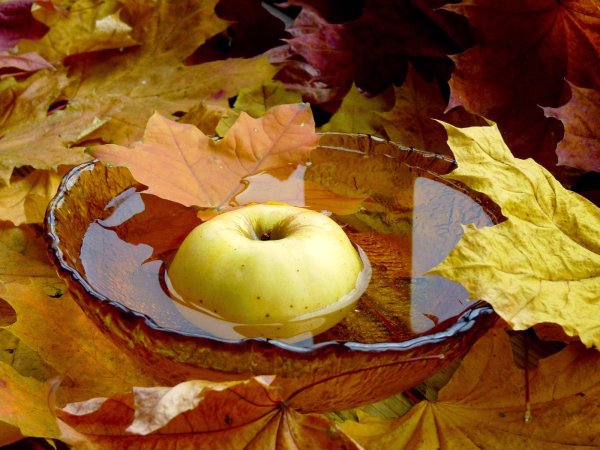 Яблоки в листве