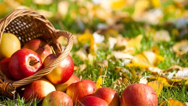 Корзины с яблоками