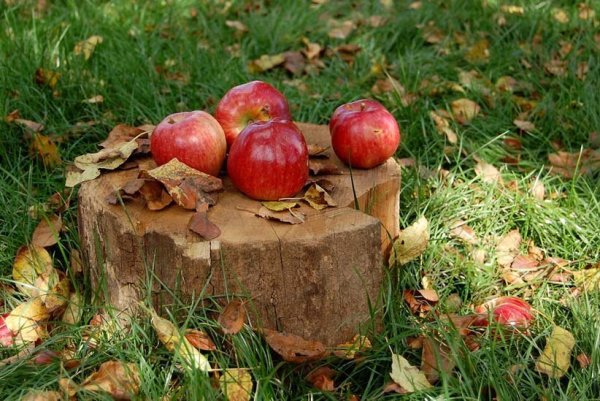 Осенний сад с яблоками