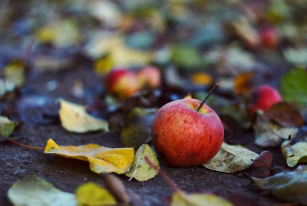 Яблоки в осенних листьях