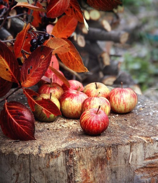 Осенние яблоки