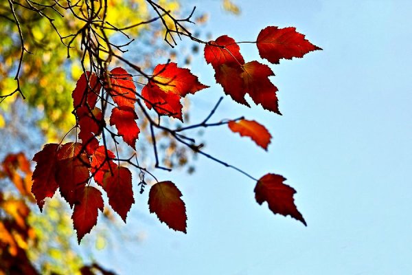 Ветка осеннего дерева