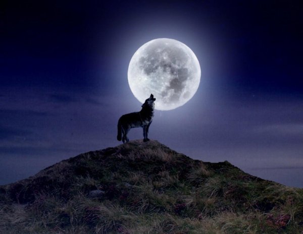 Волчья Луна