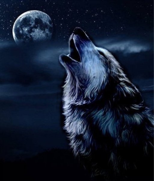 Волк воет на луну