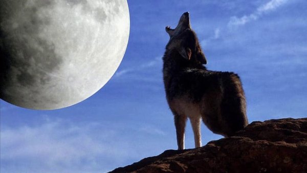 Койот воет на луну