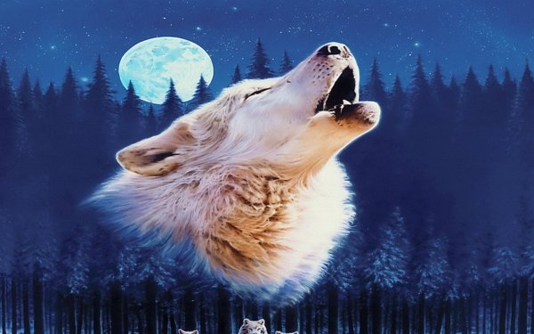 Волк воет на луну