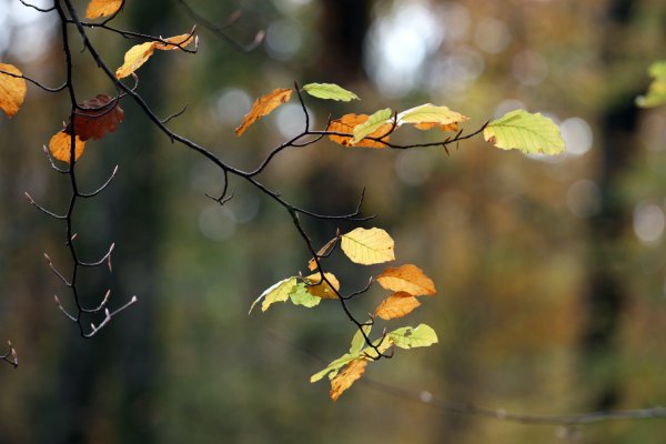 Осенние ветви