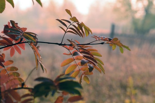 Веточка рябины с листьями