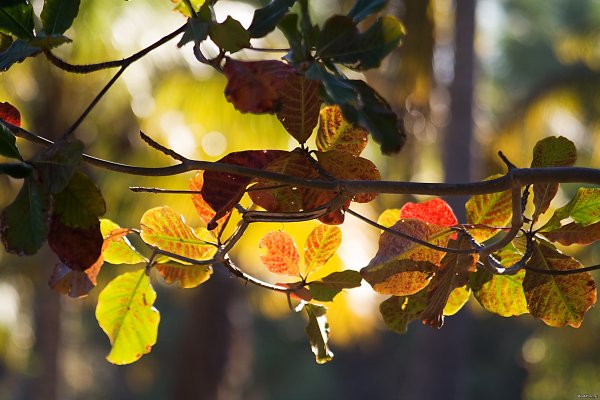 Осенняя листва на ветках