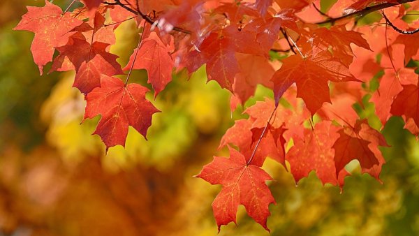 Осенняя ветка