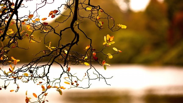 Красивые ветки деревьев