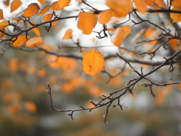 Поздняя осень листья