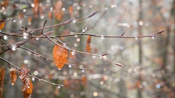 Поздняя дождливая осень