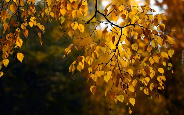 Листва в позолоте природа прекрасна