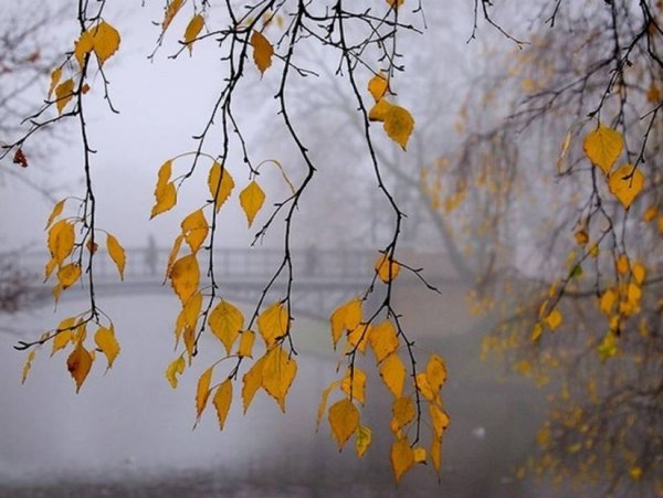 Листва осени грусть