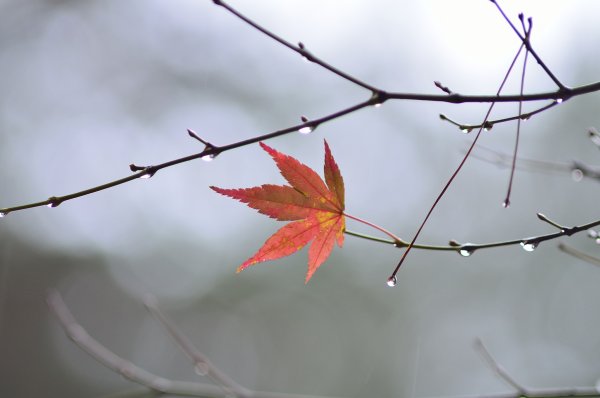 Ветка с листьями