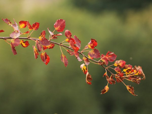 Веточка осень