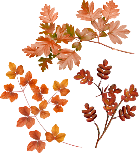 Ветка с листьями осень