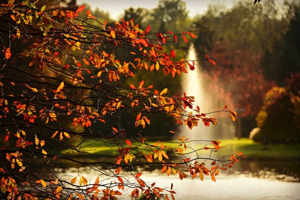 Осень ветки