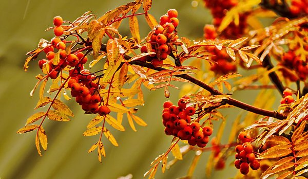 Ветка рябины осенью