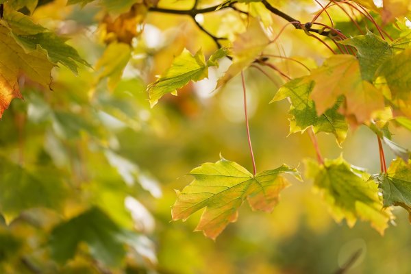 Осенние листья