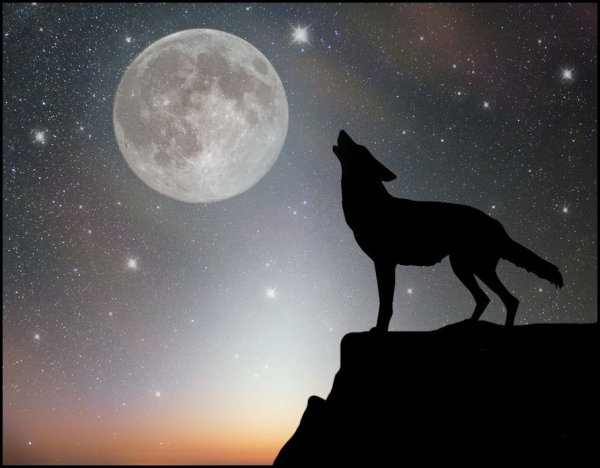 Волк на обрыве