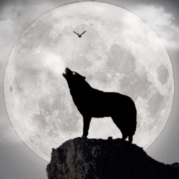 Волк на скале