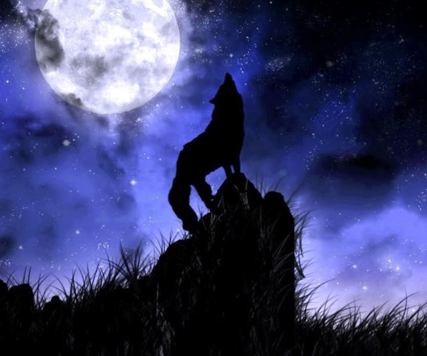 Волк на скале под луной