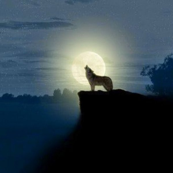 Волк на скале под луной