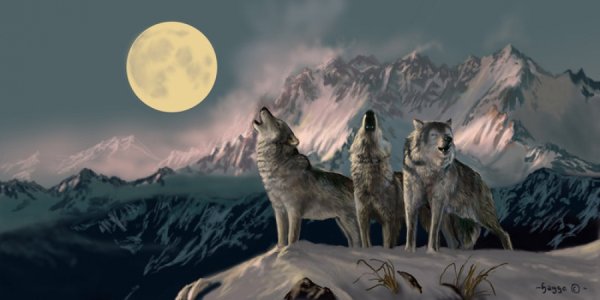 Стая Волков воет