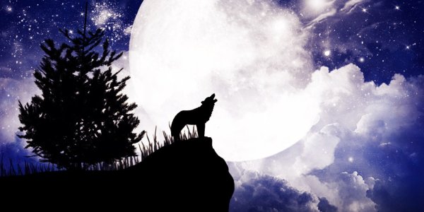 Волк на горе воет на луну