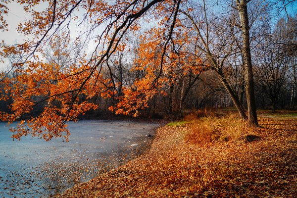 Осень ноябрь